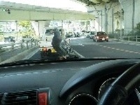 「　平和の象徴　」 2011/09/11 17:44:35