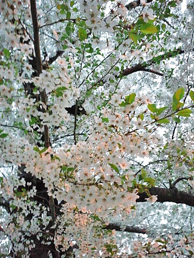 桜・・