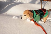 果敢に挑む。 2011/01/18 21:12:34