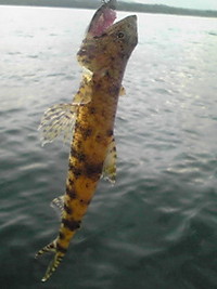 釣り 2009/06/23 21:41:58