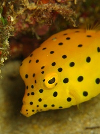 ミナミハコフグ(幼魚) 2009/02/21 16:52:06