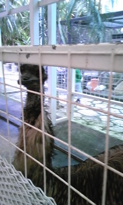 ミニミニ動物園