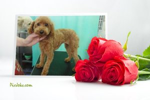 プードルのヒマワリちゃん＆ダックスのマロちゃんがご来店
