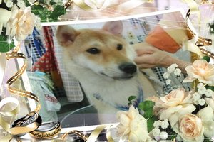 柴犬のさくらちゃん・ダックスのアイちゃんがホテルのご来店！