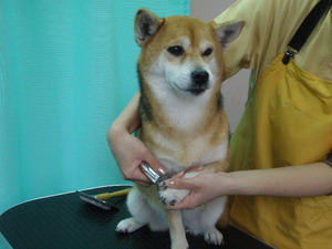 柴犬の雅（みやび）ちゃんがトリミングにご来店しました