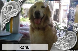 プードル・ゴールデンファミリーがトリミングにご来店しました