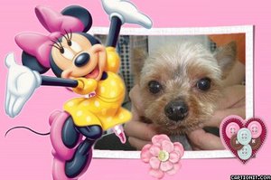 ヨーキーのマリーちゃんがトリミングに来ました