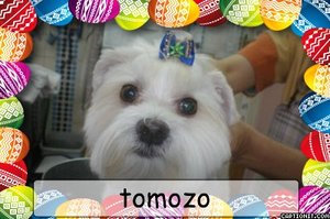 マルチーズのともぞう君がトリミングに来ました