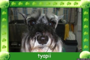シュナウザーのチャッピーちゃんがトリミングにご来店しました
