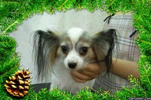パピヨンのサクラちゃんとリエルちゃんがトリミングにご来店