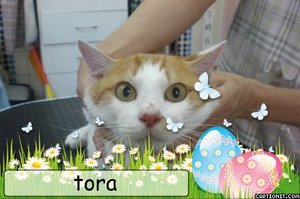 ネコの虎ちゃんがトリミングに来店しました