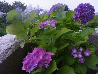ベランダの紫陽花