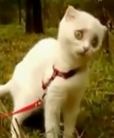 Tororo情報局 怖い 猫
