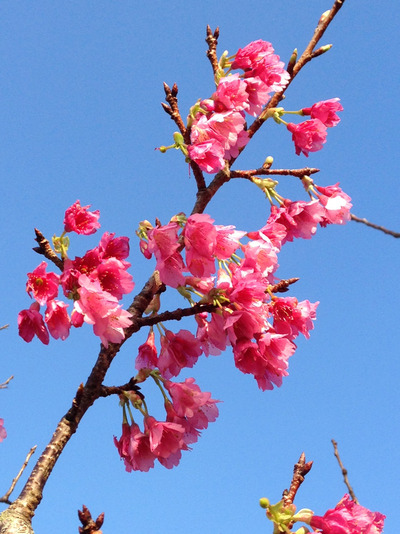 寒緋桜