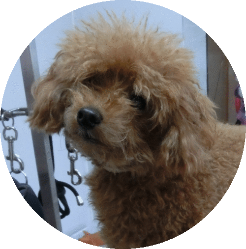 True Blue Dog Grooming Hotel トイプードル 保護しています