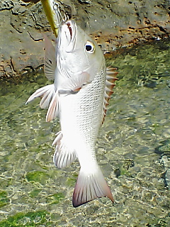 昼の釣り納め