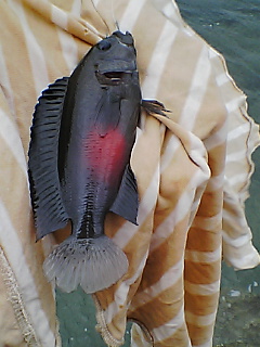 浮き釣り初め　2010年