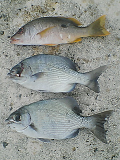 浮き釣り初め　2010年