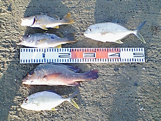 なんとか釣れた・・・・