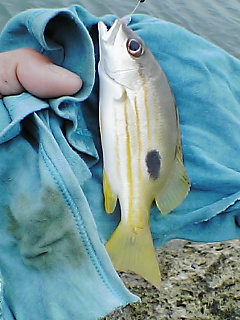 ウキ釣りでのんびり