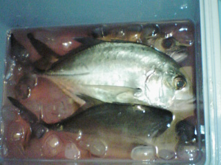 マングローブでルアー釣り