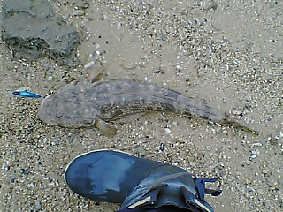 狙った魚は釣れないね～