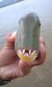 似てる魚