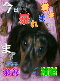 わんちゃん達 2011/08/10 13:16:57