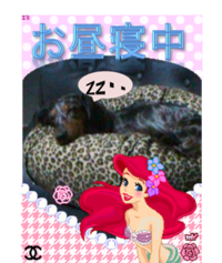 昼寝中バディ 2011/08/16 12:41:28
