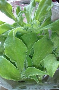 アイスプラント 2011/05/12 11:33:34
