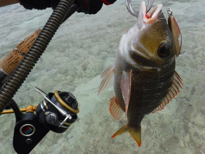 ウエーディングで6魚種☆