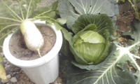 またまた収穫 2011/02/09 18:17:57