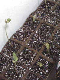 芽がでてきました 2011/04/04 17:40:42