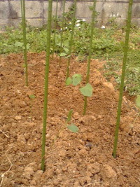 植え付け 2011/04/08 13:10:03