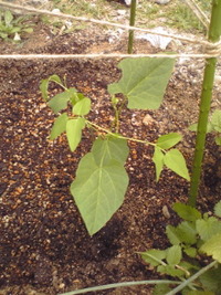 しかくまめ植え付け 2011/04/22 15:30:37