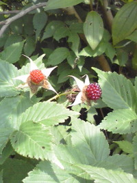 野いちごみっけ 2011/04/29 07:27:48