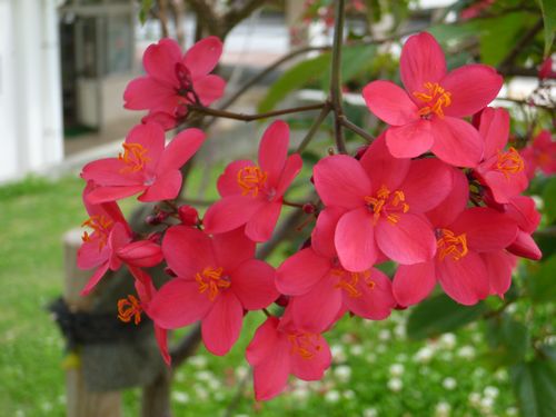 一年中咲いてる南国の花 テイキンザクラ 沖縄観光ジャンボタクシー ゆいま る絆会 宇地原 優ドライバーブログ