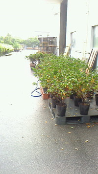 街路樹整備 2012/04/13 10:18:23