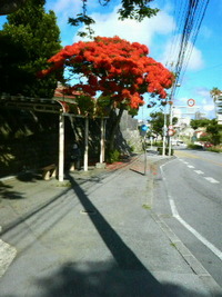 亜熱帯の風景 2011/07/13 23:27:26