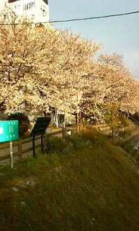 春ですね 2010/04/02 19:08:10