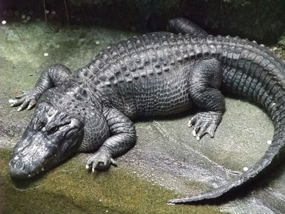 Yuki Kato の桃源郷 動物園 爬虫類と両生類