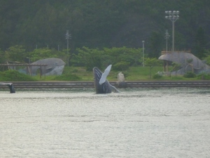 慶良間の座間味島 阿嘉島 慶留間島ファミリ 釣り 観光 Okinawa Non Stop Fishing ノンストフィッシング