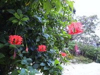 今帰仁城より。 2011/10/31 21:41:00
