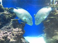 ブサカワ… 2012/01/25 14:57:41