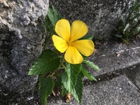 ヒギリの花 蒼い光 Azul Light ヒギリの花 蒼い光 Azul Light