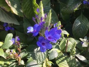 植物 蒼い光 Azul Light 植物 蒼い光 Azul Light