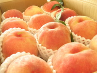 スイーツライター募集　ニコンのスイーツ情報サイト 2008/12/09 12:46:06