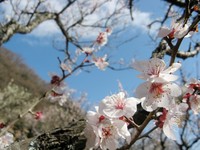 梅の香り 2009/02/23 12:57:51