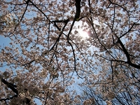 お花見してきました