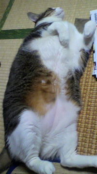 どうみても… 2011/11/28 19:00:31
